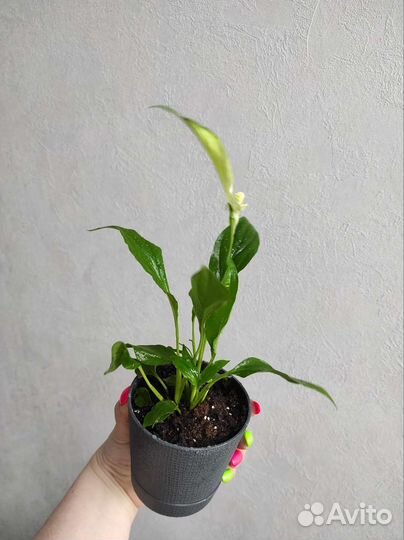 Спатифиллум Перл Купидо