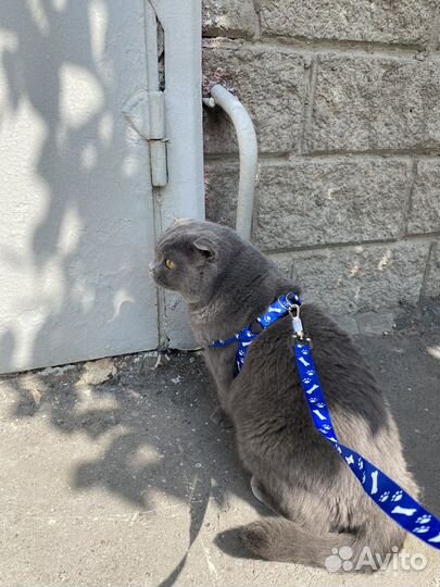 Британский кот