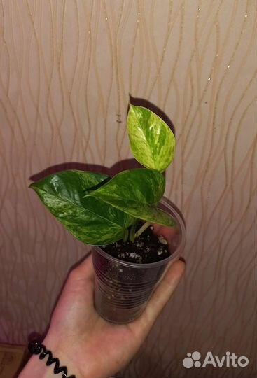 Сциндапсус марбл квин