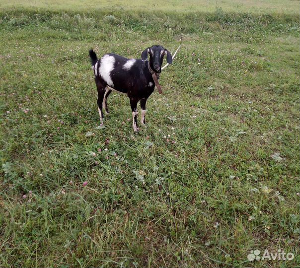 Коза нубийская