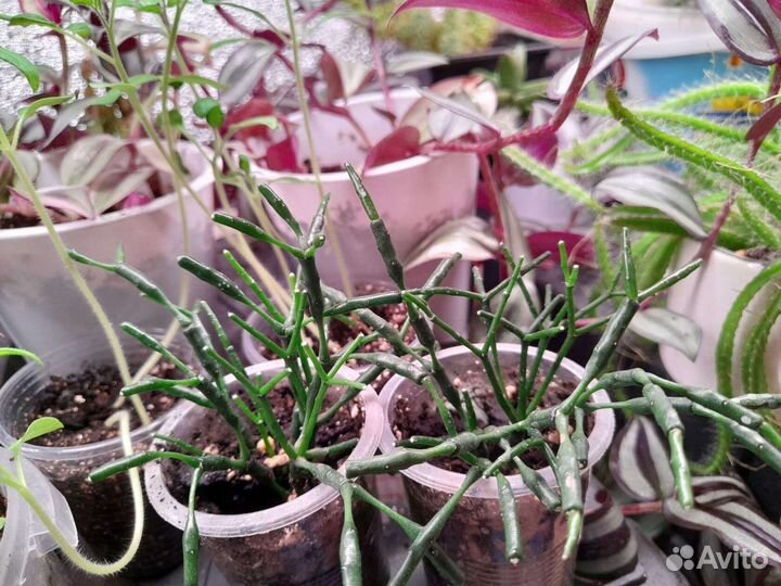 Традесканция, ахризон, хатиора