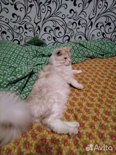 Вязка кота мейн-кун