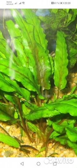 Растения аквариумные