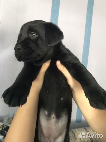 Щенки лабрадора