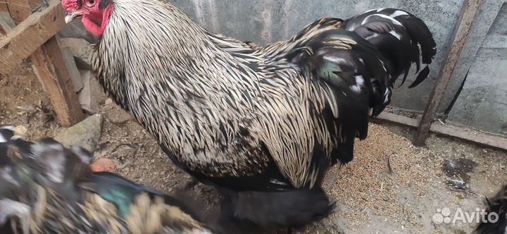 Петухи Брама