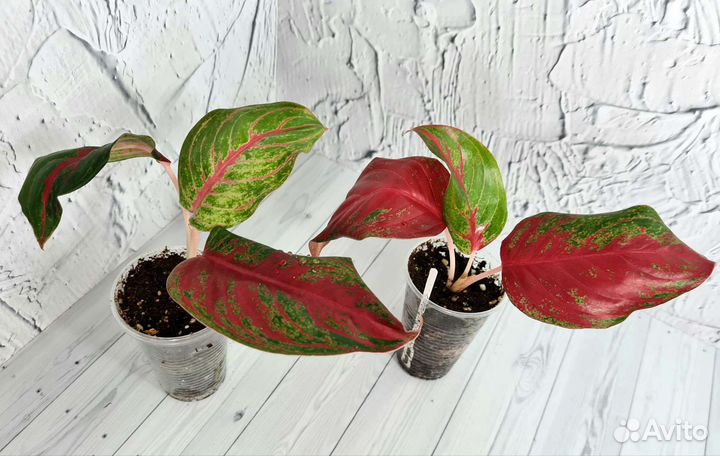 Аглаонема Som Prathana