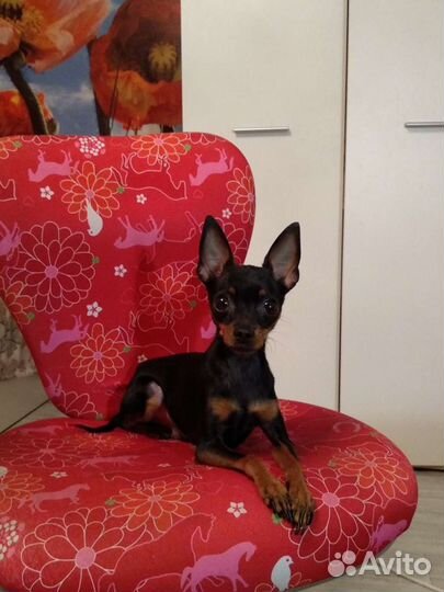 Вязка, той-терьер (мини)