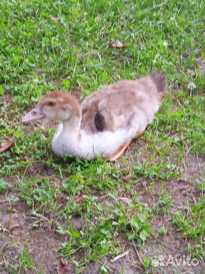 Индоутята подрощенные