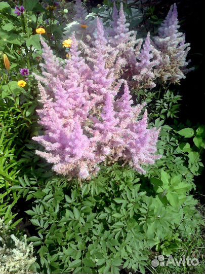 Садовые цветы Астильбы