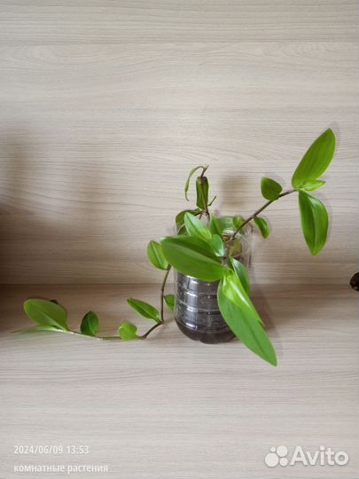 Комнатные растения (цветы) для дома и офиса 1