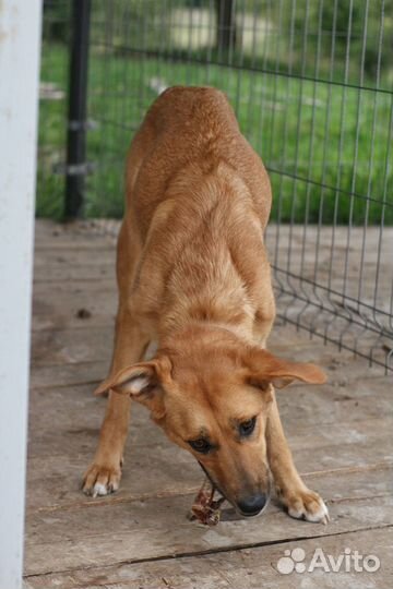 Щенок девочка в добрые руки