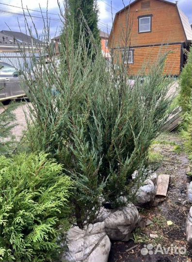 Можжевельник Блю Эрроу из питомника с доставкой