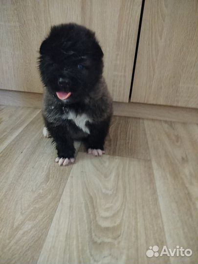 Щеночки Американской Акиты