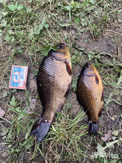 Рыбалка на частном водоёме 100 % клёв