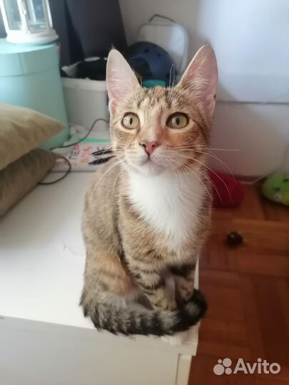 Котенок девочка