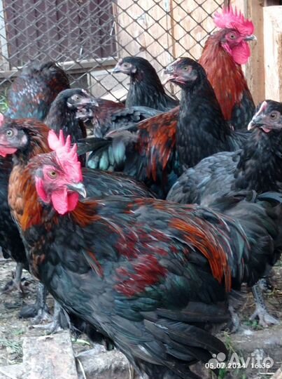 Петух Маран черно - медный