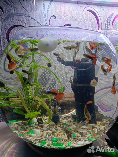 Аквариум с рыбками