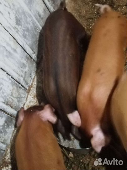 Поросята дюрок