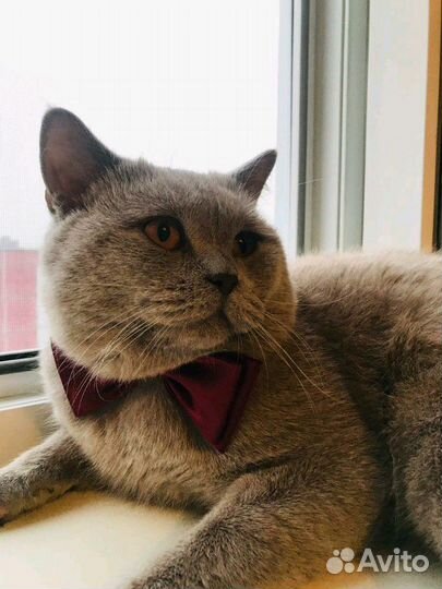 Кот вязка щотландец