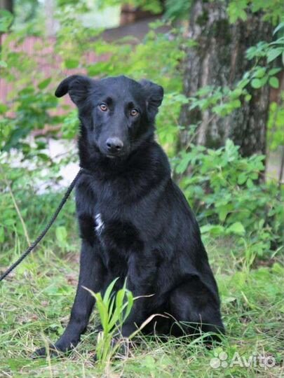 Девочка метис лабрадора