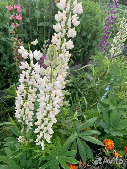 Многолетние цветы