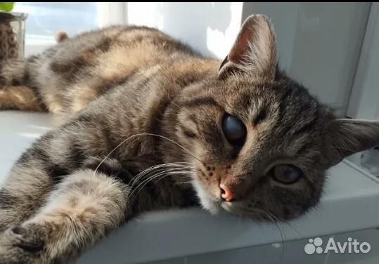 Отдам Кота в добрые руки