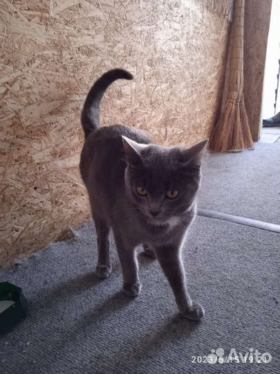 Отдам котенка