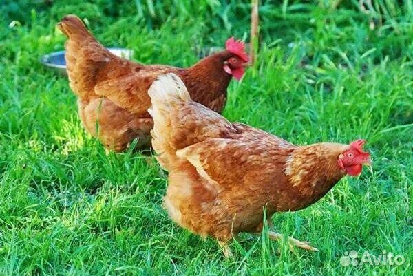 Яйца куриные, гусиные