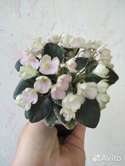 Свежесрезанные черенки мини фиалок