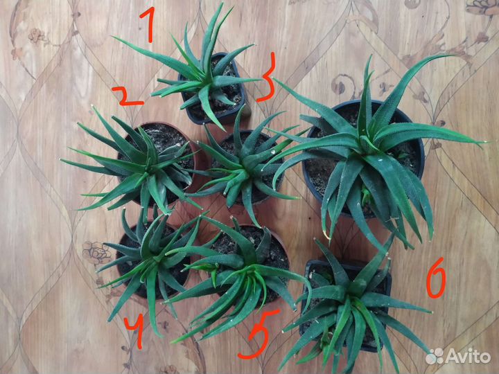 Лобивия,Гимнокалициум,Маммилярия