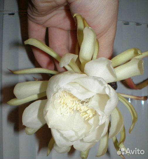 Эпифиллум и Марниера