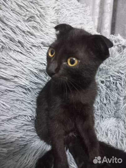 Черный котенок