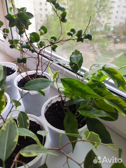 Фикус отростки