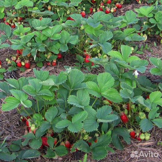 Клубника ремонтантная, вишня, слива, ирга