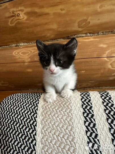 Котята в добрые руки мальчики