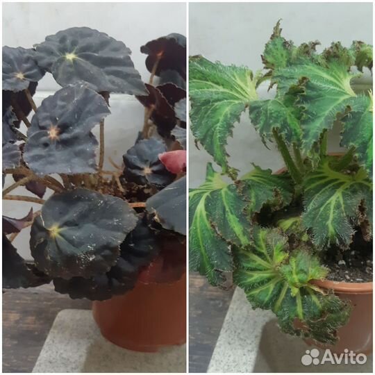 Бегония декоративно лиственная