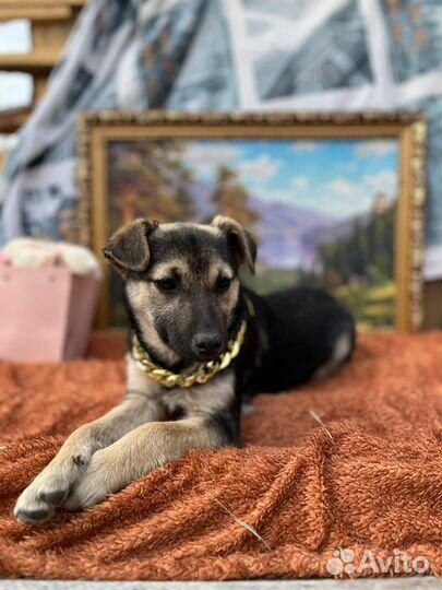 Супер щенок