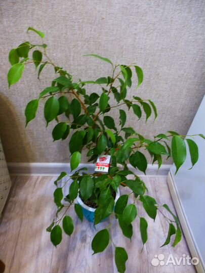 Фикус Бенджамина Эстер