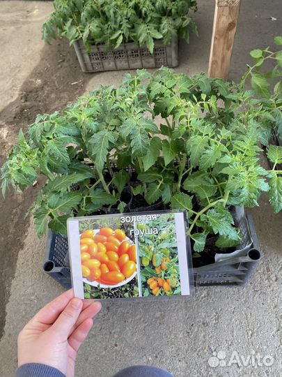 Рассада помидор