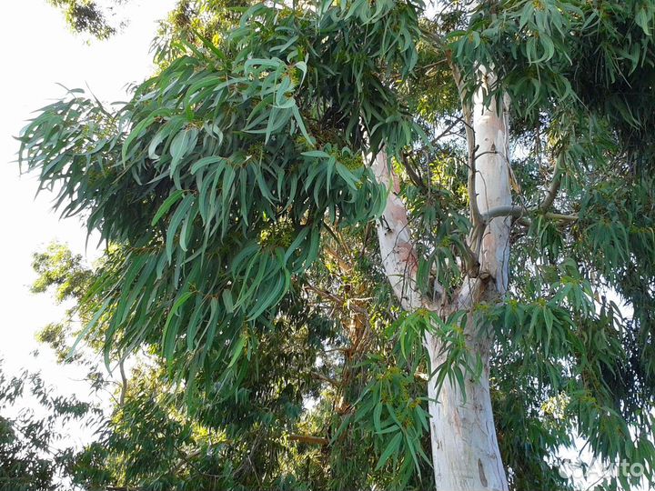 Эвкалипт Морозостойкий 2м+ (узкий лист)