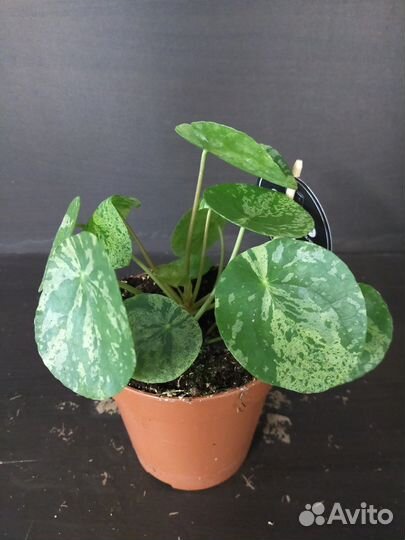 Пилея Mojito, d13