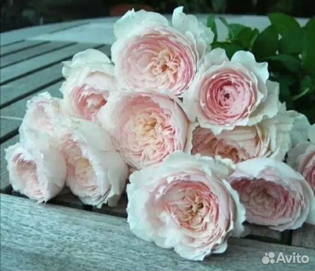 Роза японская