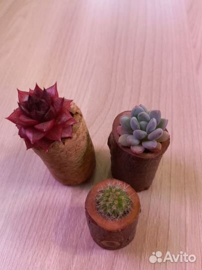 Суккулент сувенир - магнит