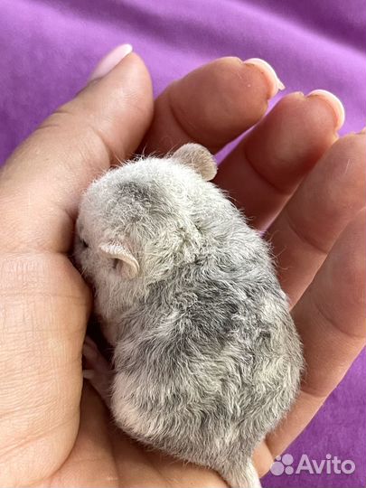 Крысята дамбо рекс, марбл, девил