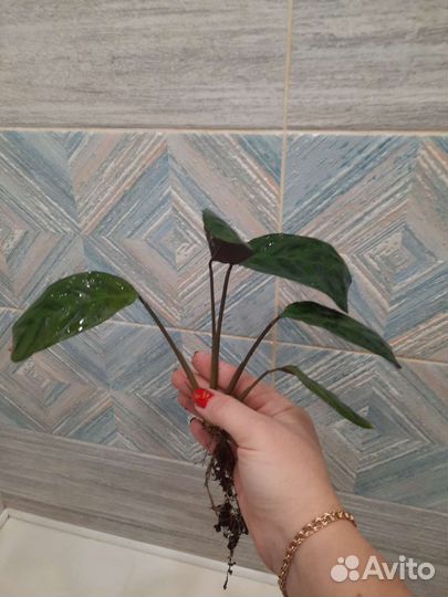 Ктенанта Бурле-Макси