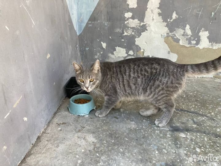 Кошка в добрые руки