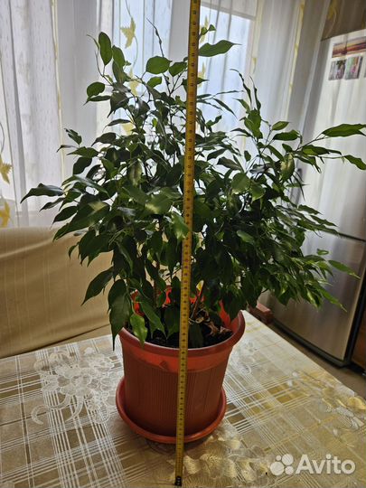 Фикус бенджамина