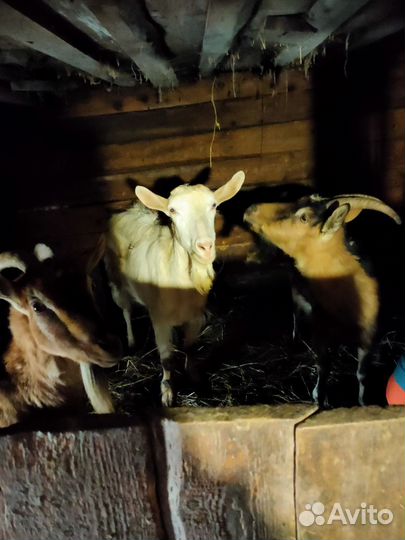 Коза дойная