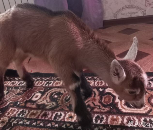 Козочки чехо-нубийские,альпо-чешские,камори козлик