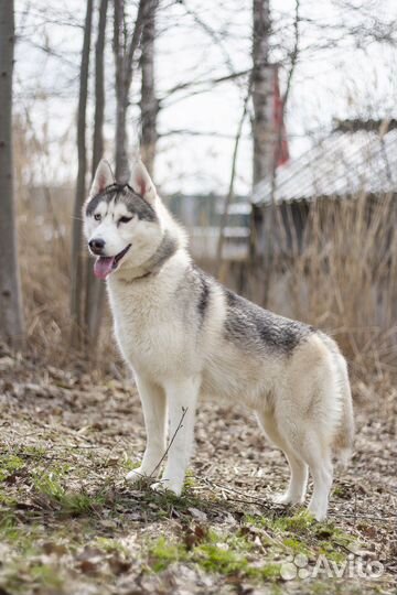 Сибирский хаски в добрые руки